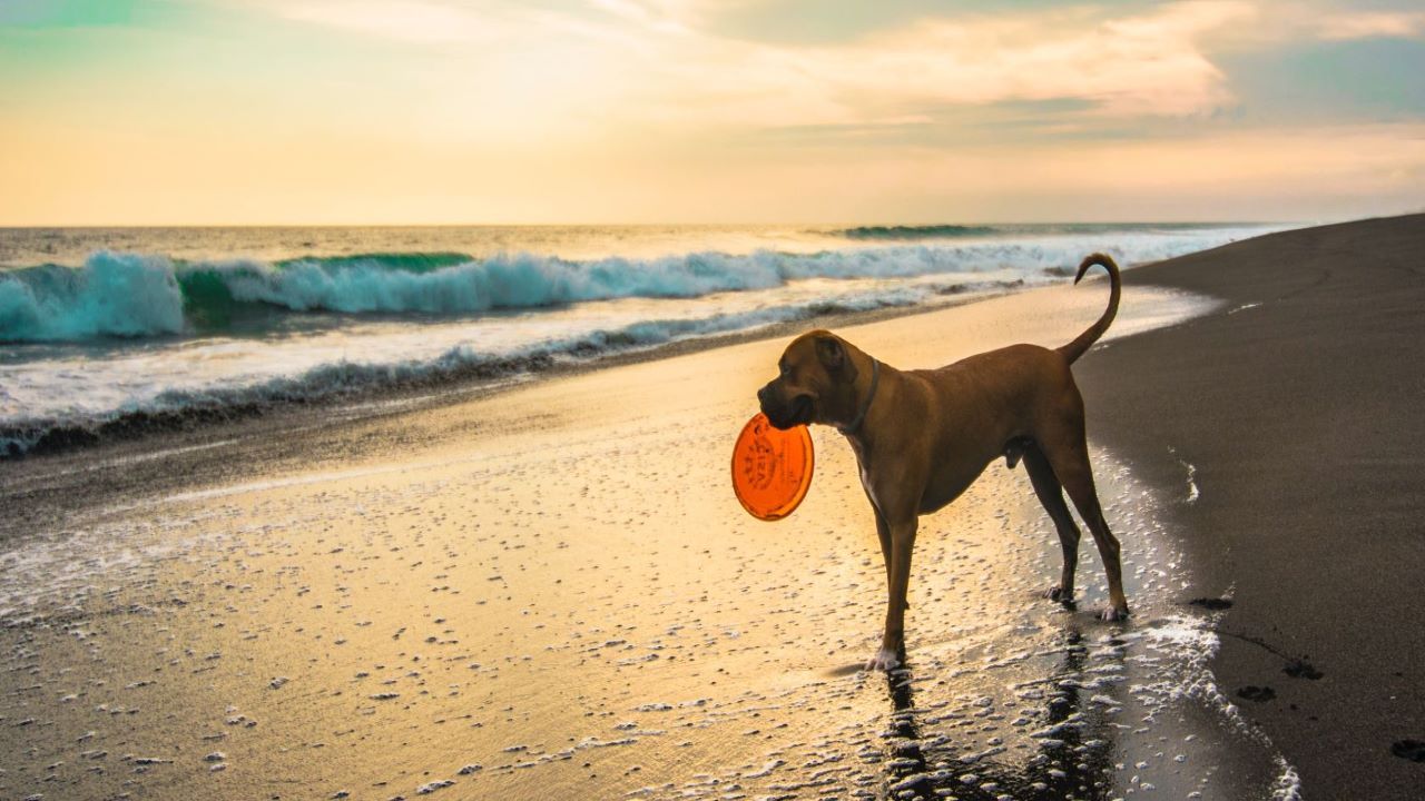 Perro con atardecer en la playa Perro con atardecer en la playa